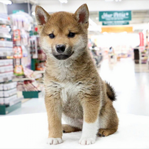 柴犬