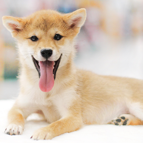 柴犬
