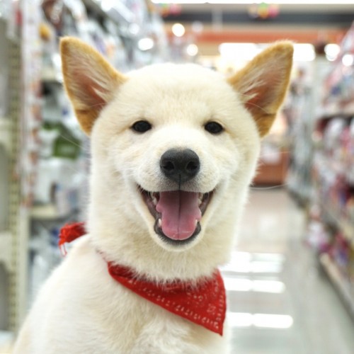 柴犬