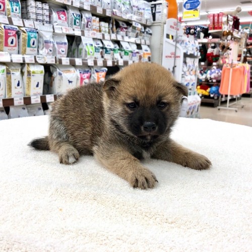 柴犬