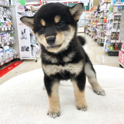 柴犬