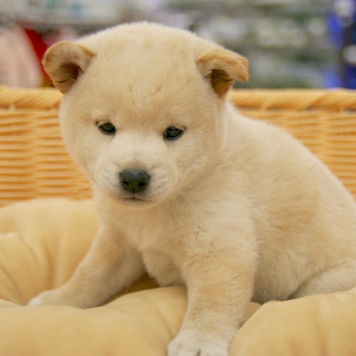 柴犬