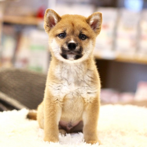 柴犬
