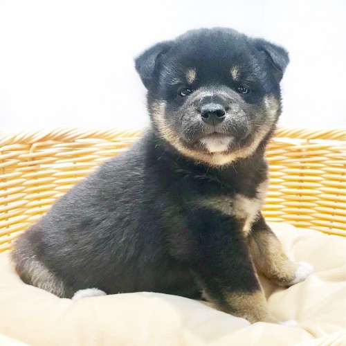 柴犬
