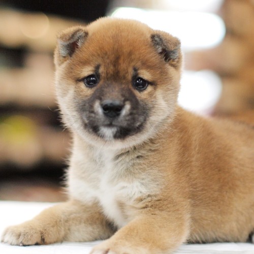 柴犬