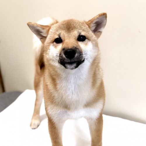 柴犬