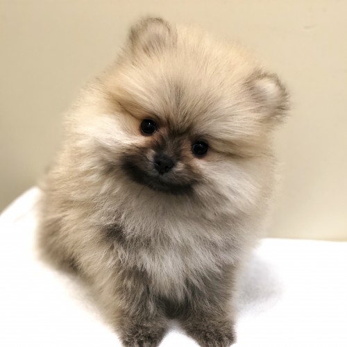ポメラニアン