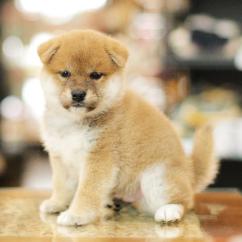 柴犬