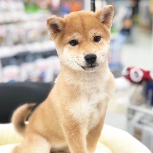 柴犬