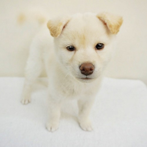柴犬
