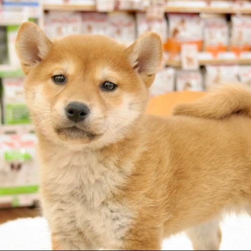 柴犬