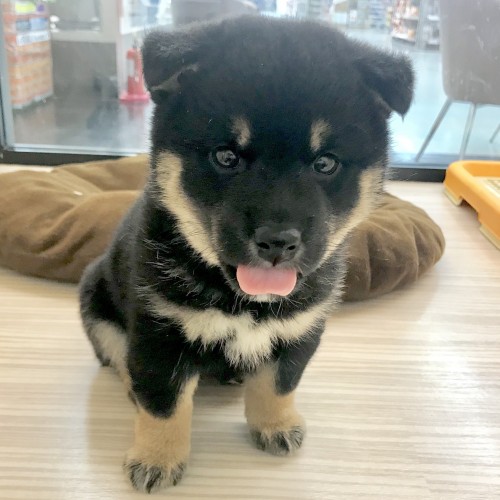 柴犬