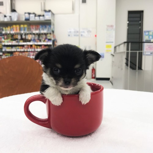 チワワ