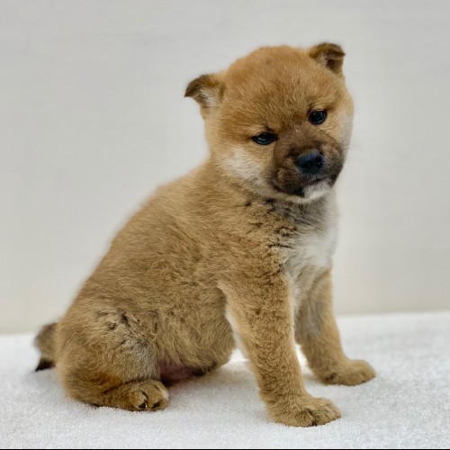 柴犬