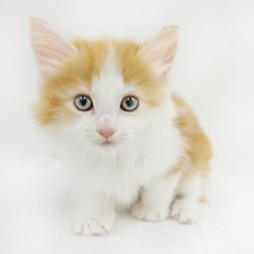 ノルウェージャンフォレストキャット