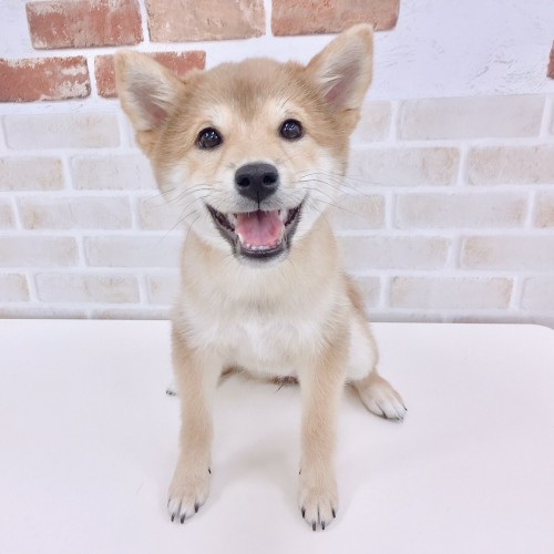 柴犬
