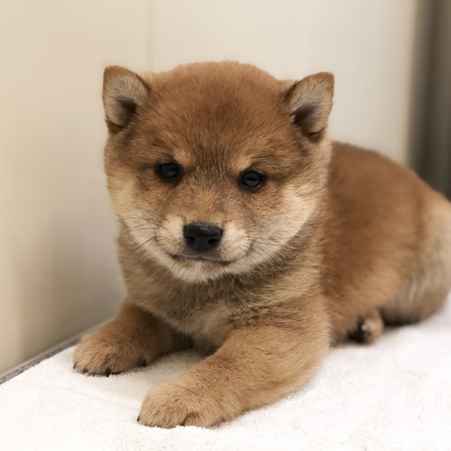 柴犬