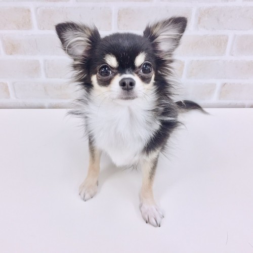 チワワ