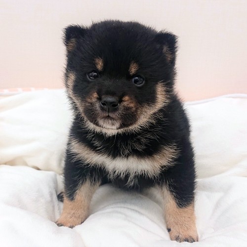 柴犬