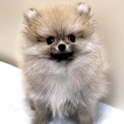 ポメラニアン