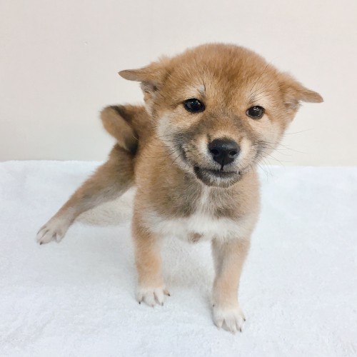 柴犬