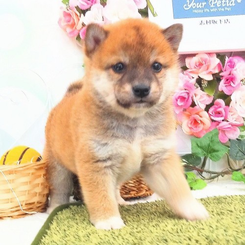 柴犬