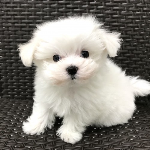 マルチーズ