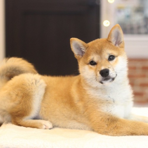 柴犬