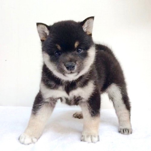 柴犬