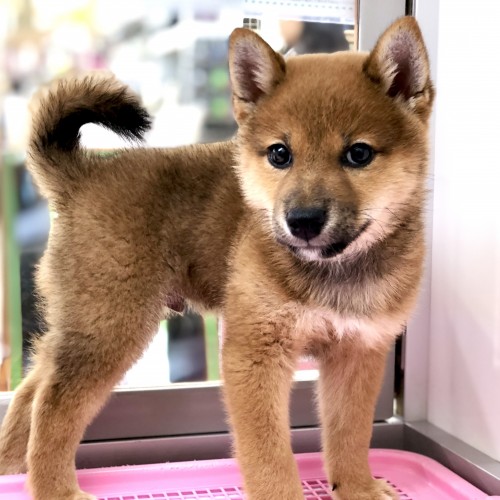 柴犬