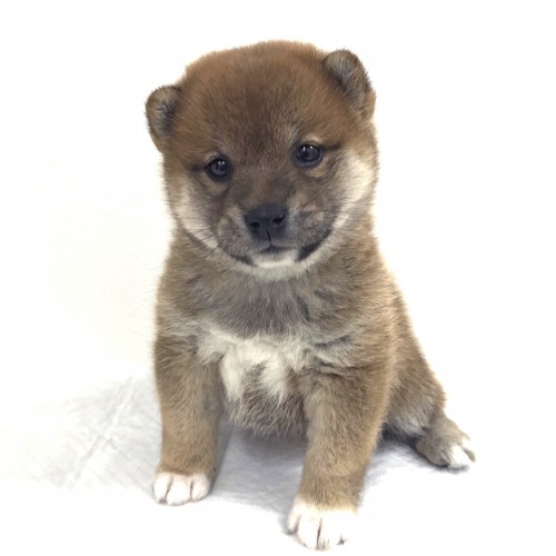 柴犬