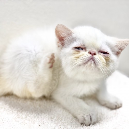 エキゾチック