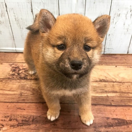 柴犬