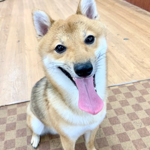 豆柴