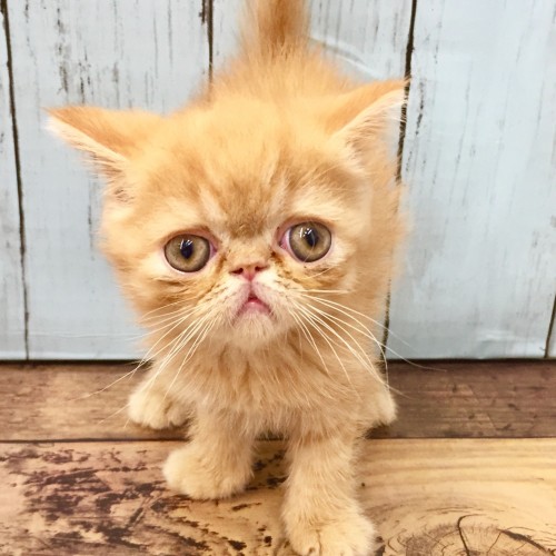 エキゾチック