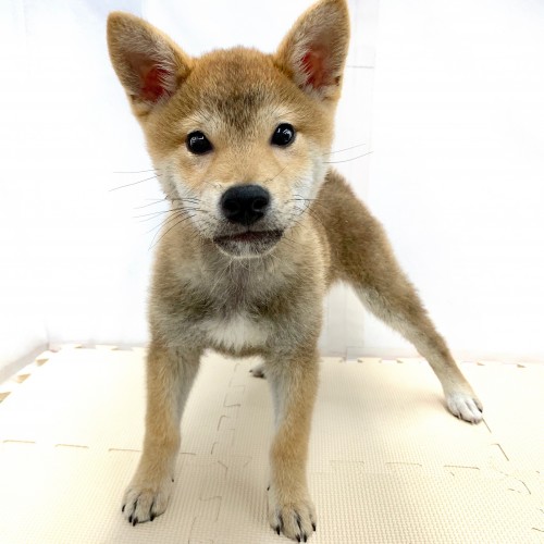 柴犬