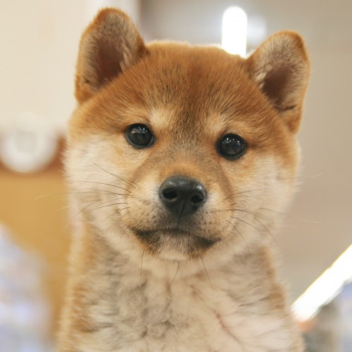 柴犬