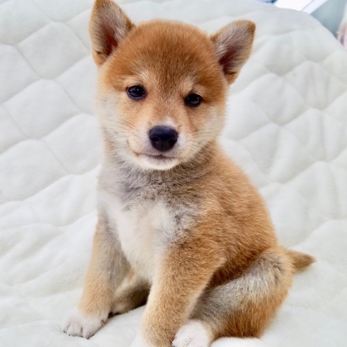 柴犬