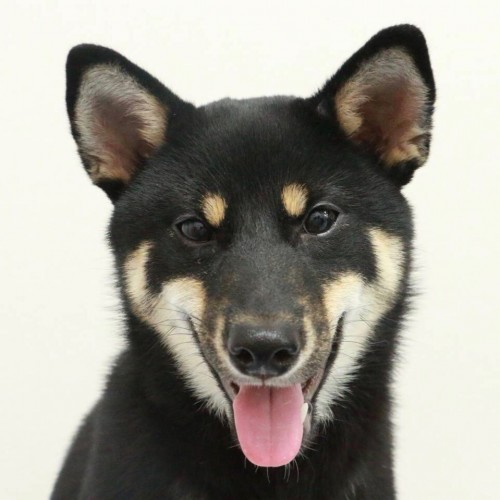 柴犬