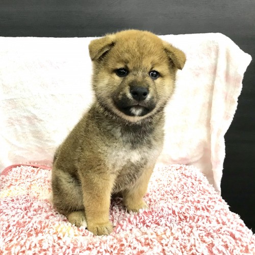 柴犬