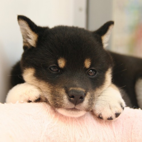 柴犬