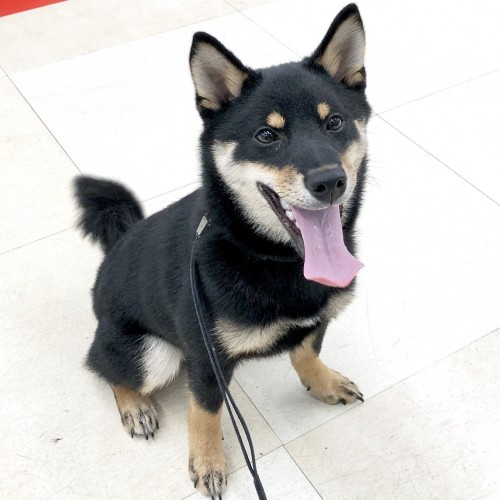 柴犬