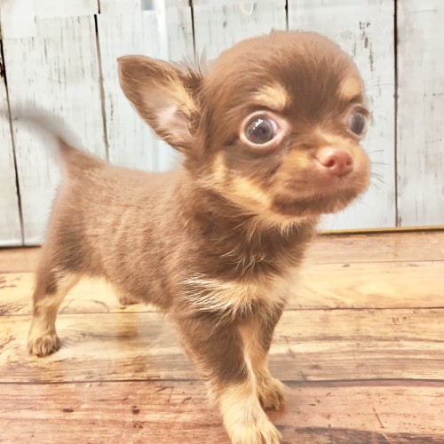 チワワ