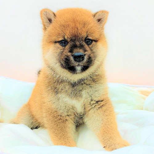 柴犬