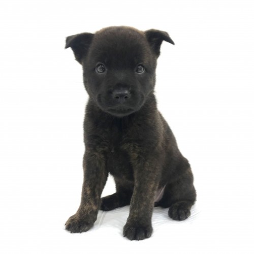 甲斐犬