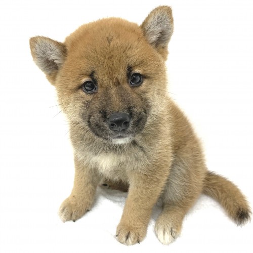 柴犬