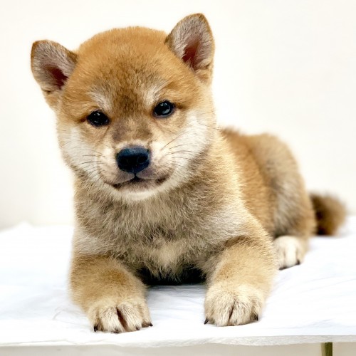 柴犬