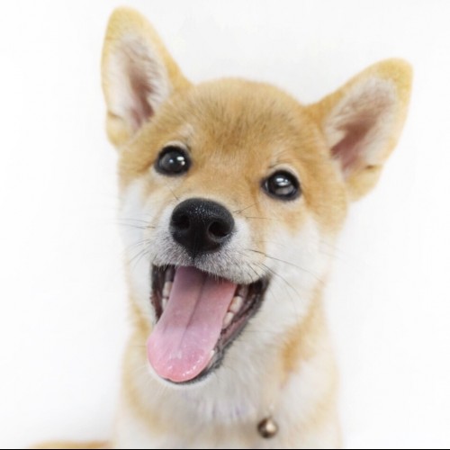 柴犬