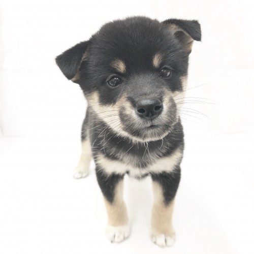 柴犬