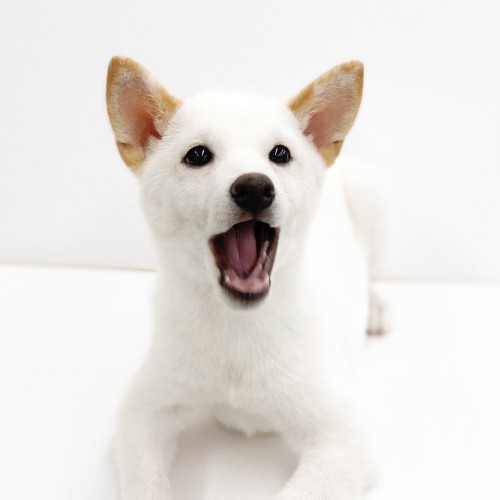 柴犬